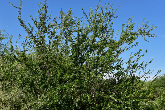 Netleaf Hackberry or Sugar Hackberry grows up to 45 feet or more and with 20 inch trunk diameters. Celtis reticulata Netleaf Hackberry or Sugar Hackberry grows up to 45 feet or more and with 20 inch trunk diameters. Celtis reticulata